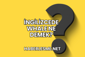 İngilizcede Whale Ne Demek?
