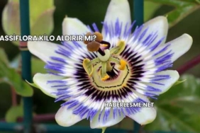 Passiflora Kilo Aldırır mı?